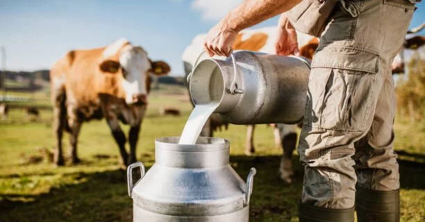 New Zealand Jobs Dairy Farm